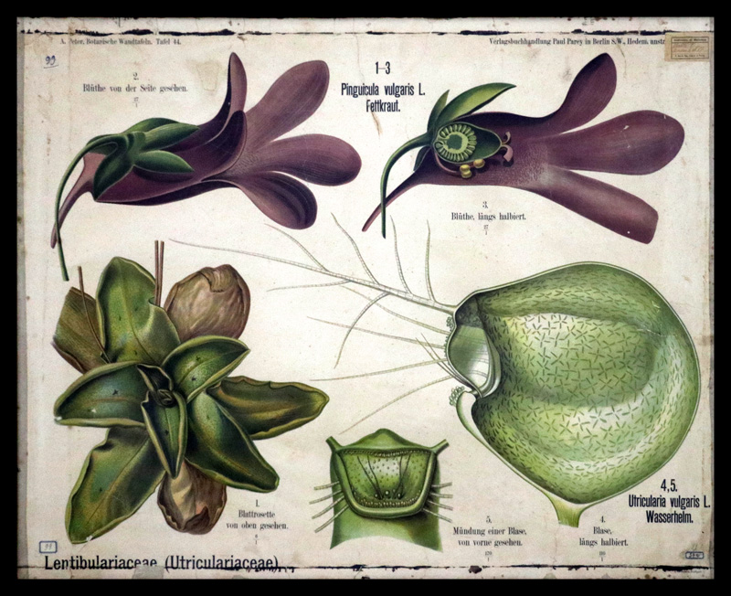 Tafel 44 Lentibulariaceae-Utriculiariaceae
